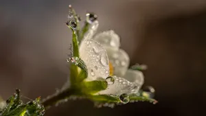 鲜花上的水滴露珠图片_3