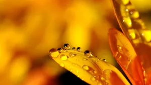 鲜花上的水滴露珠图片_4