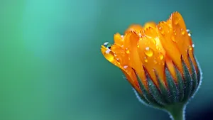 鲜花上的水滴露珠图片_5
