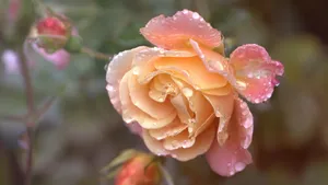 鲜花上的水滴露珠图片_7