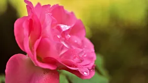 鲜花上的水滴露珠图片_8