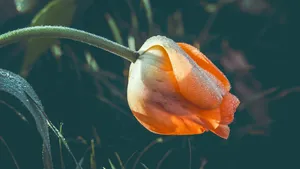 鲜花上的水滴露珠图片_10