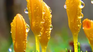 鲜花上的水滴露珠图片_11