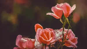 鲜花上的水滴露珠图片_12