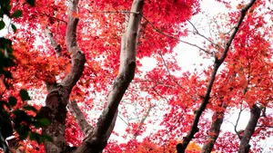 日本京都枫叶红叶图片_2