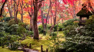 日本京都枫叶红叶图片_3
