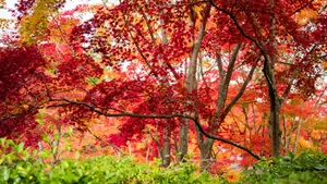 日本京都枫叶红叶图片_4