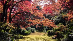 日本京都枫叶红叶图片_5