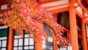 日本京都枫叶红叶图片_6