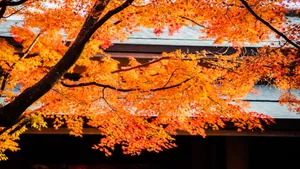 日本京都枫叶红叶图片_8