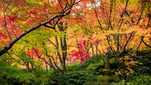 日本京都枫叶红叶图片_11