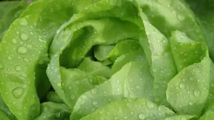 绿色新鲜的生菜图片_5
