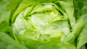 绿色新鲜的生菜图片_13