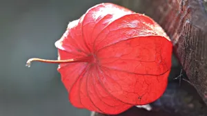 野生灯笼草图片_2