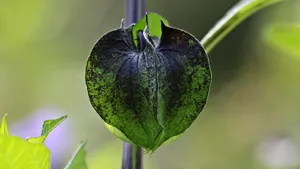 野生灯笼草图片_4