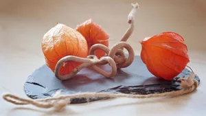 野生灯笼草图片_9