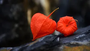 高清灯笼果图片_3
