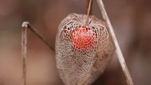 高清灯笼果图片_8