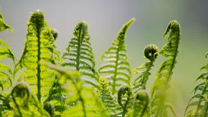 绿色植物蕨菜图片_3