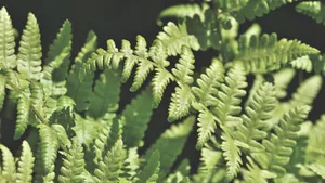 绿色植物蕨菜图片_5