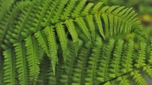 绿色植物蕨菜图片_6