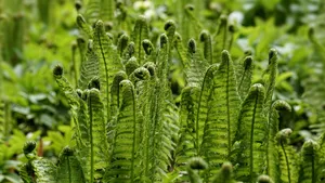 绿色植物蕨菜图片_7