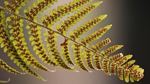 绿色植物蕨菜图片_8