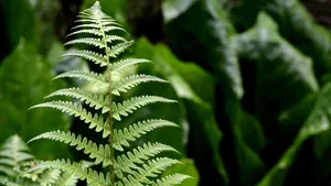 绿色植物蕨菜图片_9