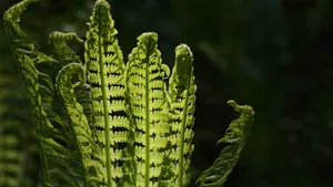 绿色植物蕨菜图片_10