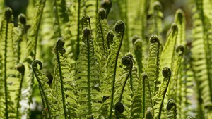 绿色植物蕨菜图片_12