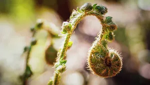 高清蕨菜嫩芽图片_2
