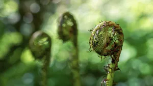 高清蕨菜嫩芽图片_3