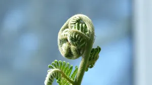高清蕨菜嫩芽图片_6