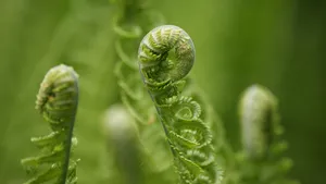 高清蕨菜嫩芽图片_9