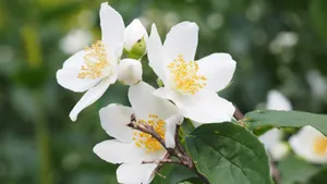 芳香扑鼻的茉莉花图片_2