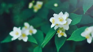芳香扑鼻的茉莉花图片_3
