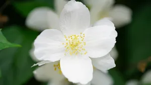 芳香扑鼻的茉莉花图片_4