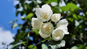 芳香扑鼻的茉莉花图片_5