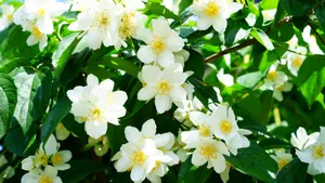 芳香扑鼻的茉莉花图片_6