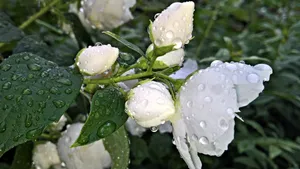 芳香扑鼻的茉莉花图片_7