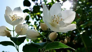 芳香扑鼻的茉莉花图片_8