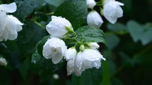 芳香扑鼻的茉莉花图片_9