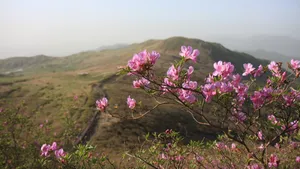 高清映山红图片_9