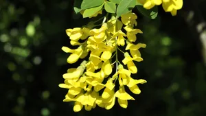 金链花图片_2