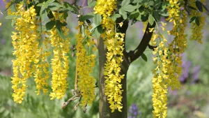 金链花图片_4