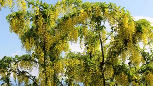 金链花图片_9
