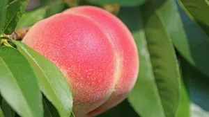 高清油桃图片大全_6