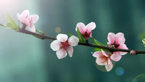 高清的桃花图片大图