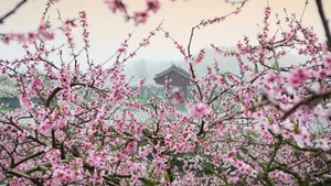 高清的桃花图片大图_2