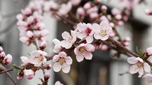 高清的桃花图片大图_3
